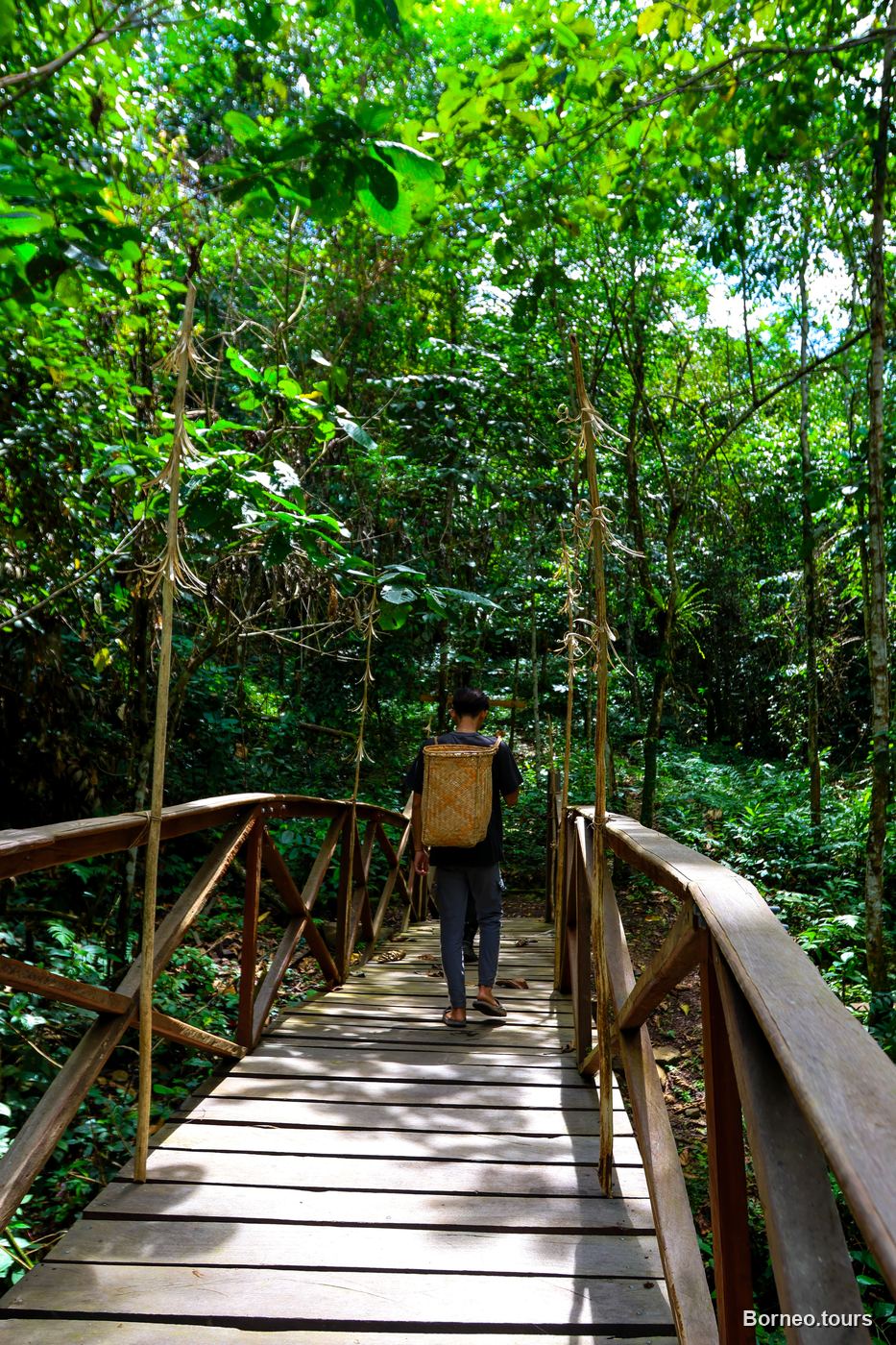 A traveller crossing a wooden jungle boardwalk in the primary rainforest of Sapulot, Sabah