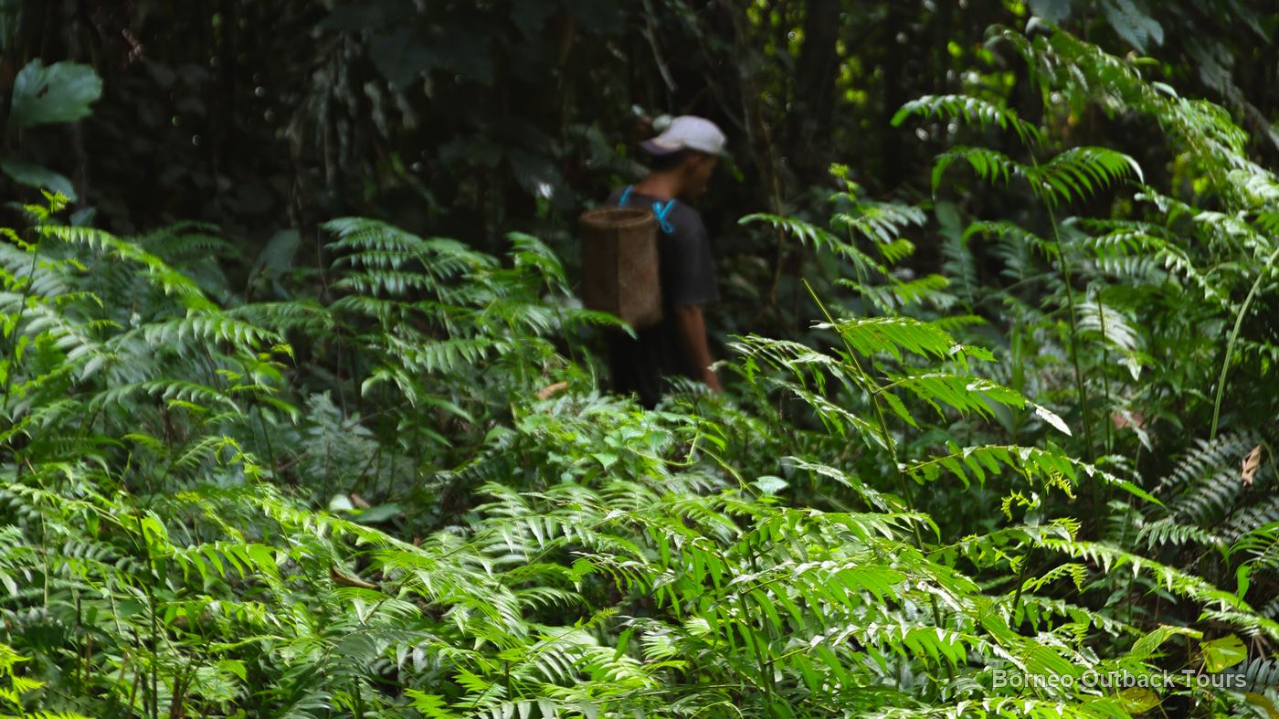 A Murut guide carrying a traditional rattan backpack through dense ferns on a Sapulot jungle trail