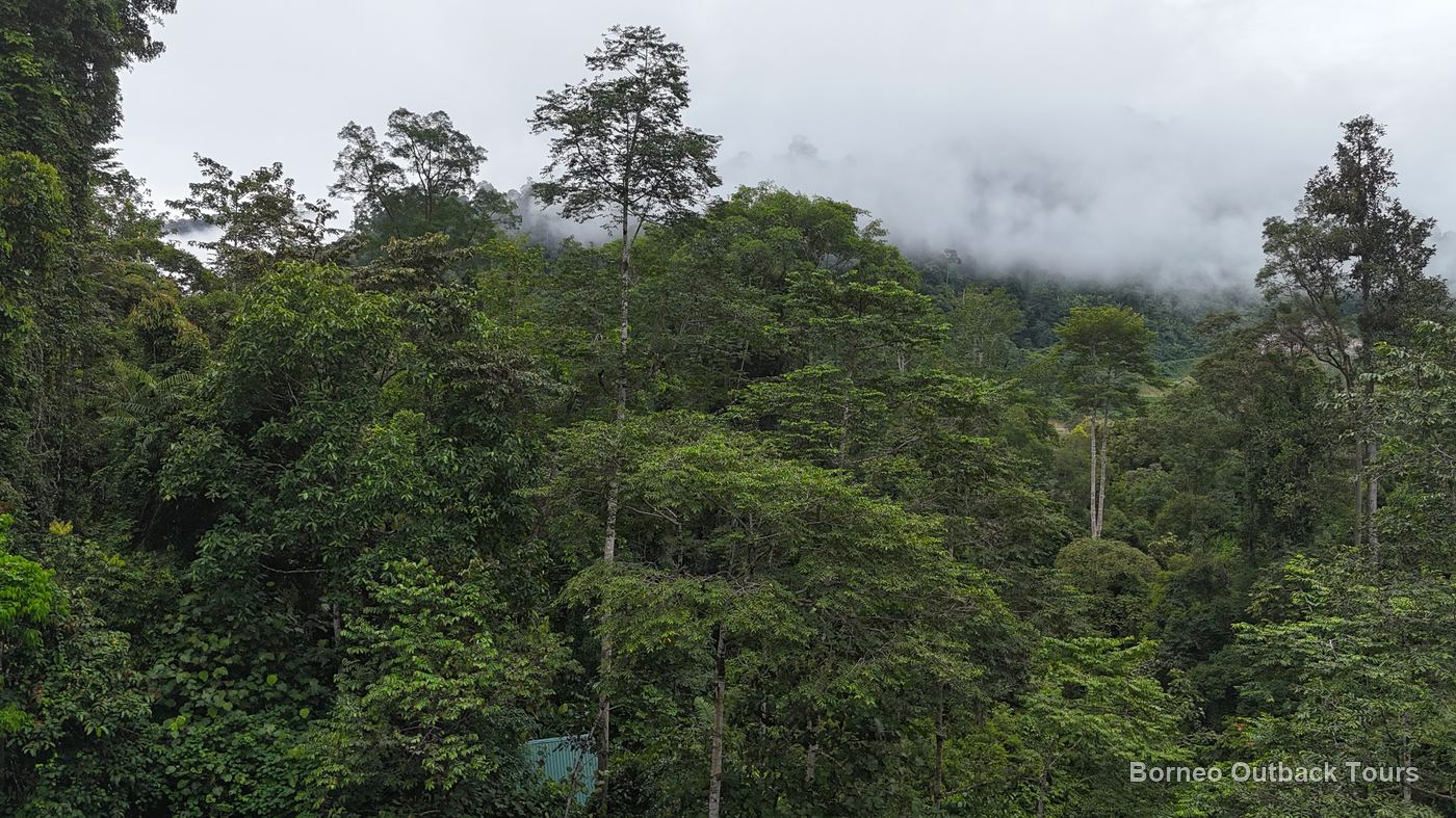 Aerial view of the 1,000-acre Kabulongou reforestation forest in Sapulot, Sabah
