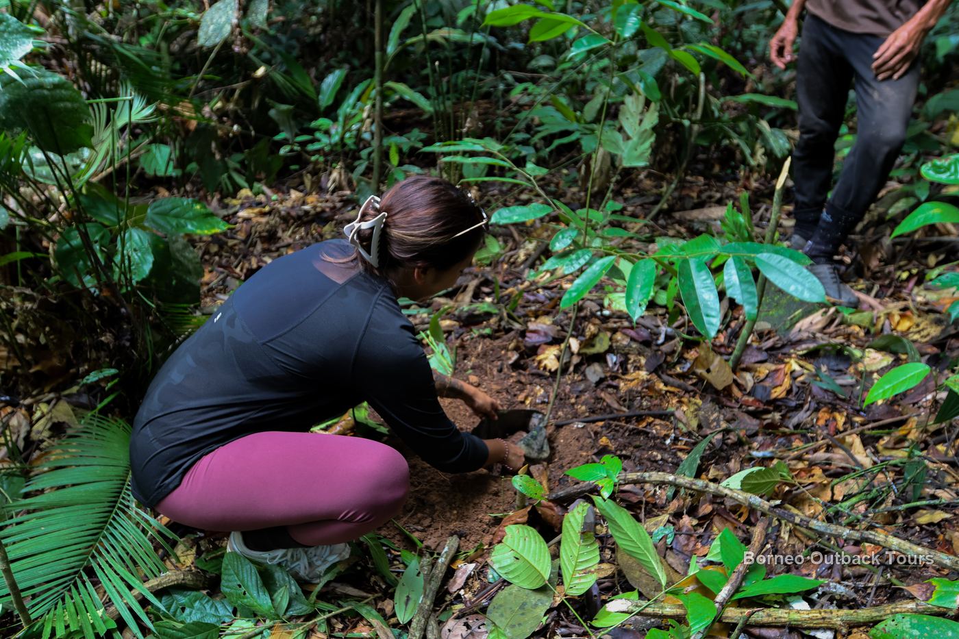 Visitor planting a native tree seedling in the Kabulongou reforestation forest, Sapulot, Sabah