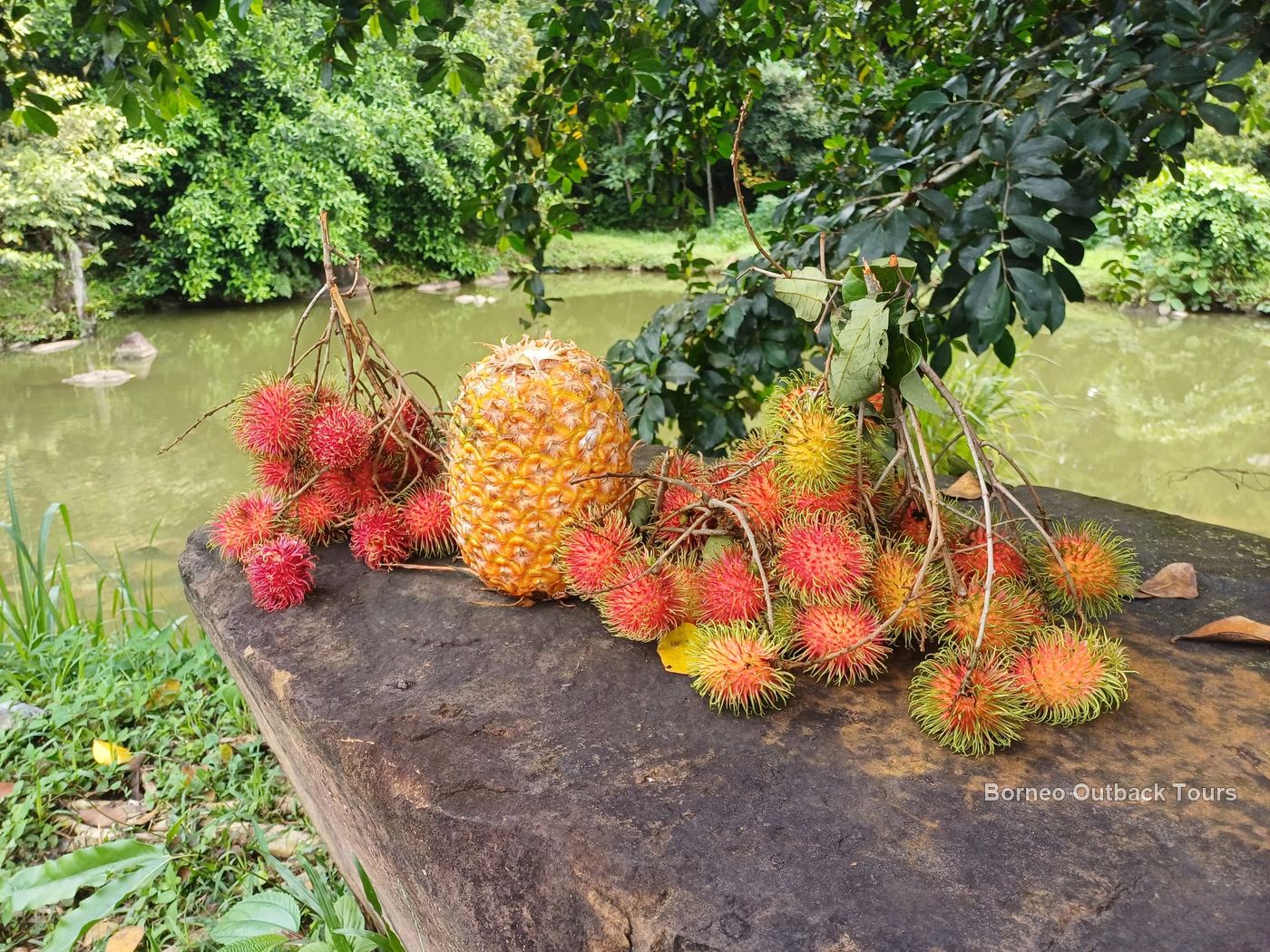 Rambutans and a pineapple freshly harvested beside the fish pond at Munor Aulai Farm, Sapulot