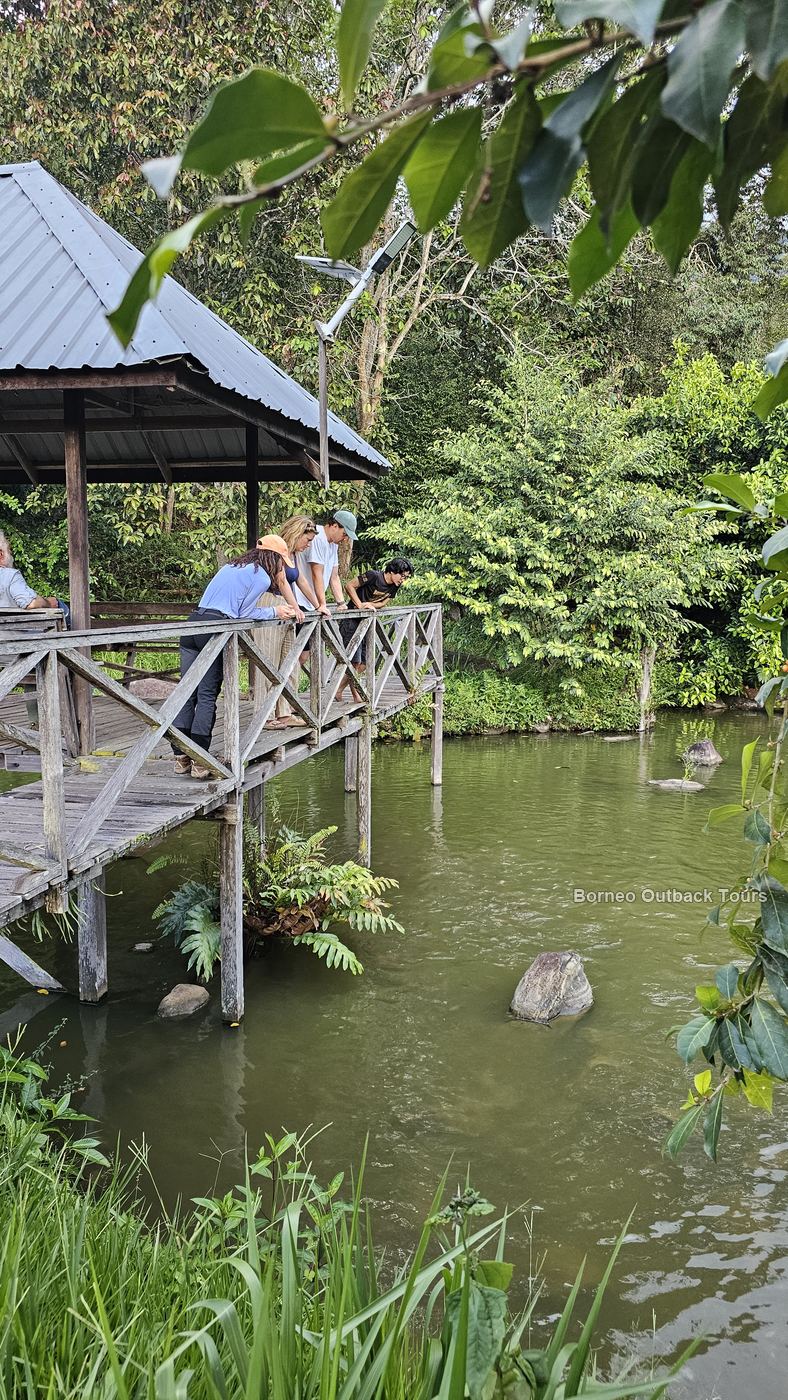 Wooden jetty over the fish pond at MunorAulai, Sapulot