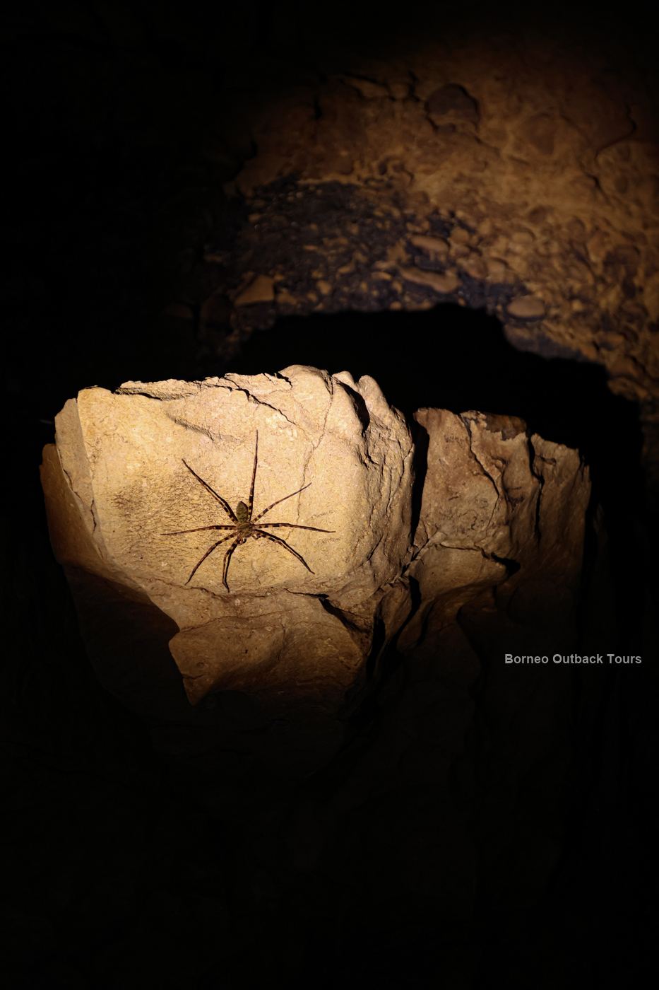 A whip spider on the cave wall inside Pungiton Cave, Sabah