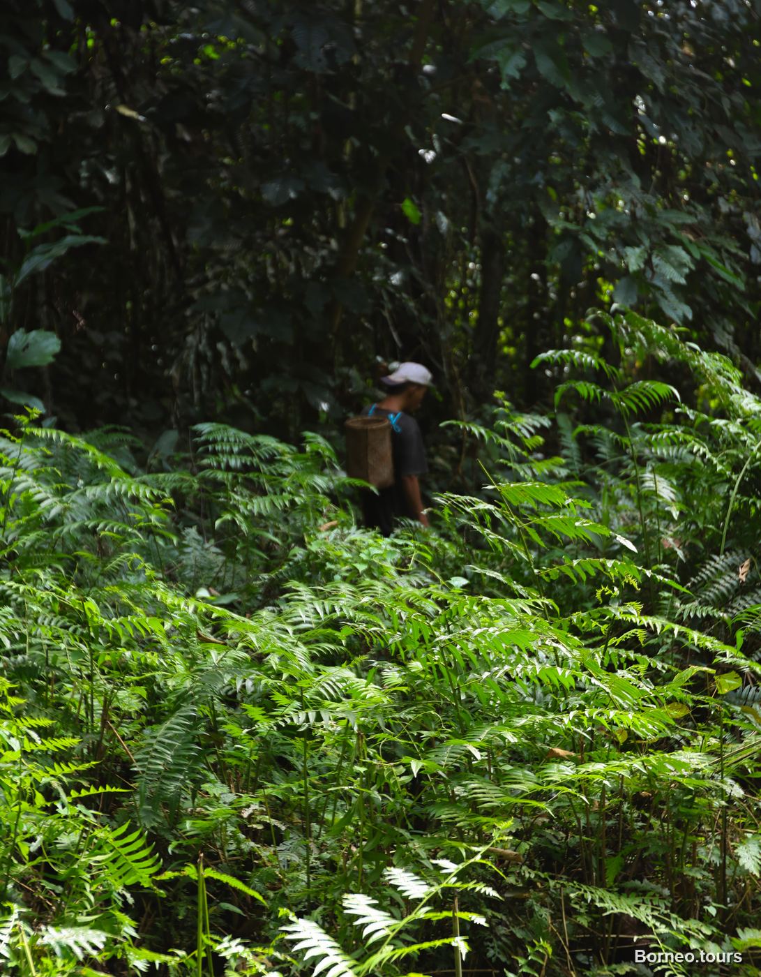 A local Murut guide walking through dense rainforest ferns in Sapulot, Sabah